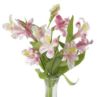 Alstromeria Vase