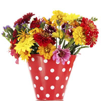 Mums in Polka Dot Pail