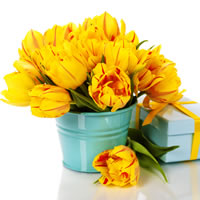 Yellow Tulips