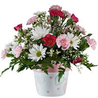 Carnations and Daisies