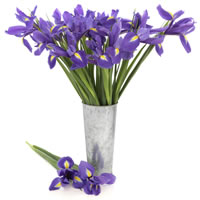Irises in Vase