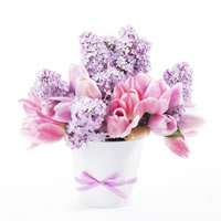 Tulips and Lilac