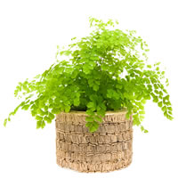 Maidenhair Fern