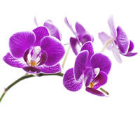 Phalaenopsis Orchid