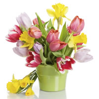 Mixed Tulips
